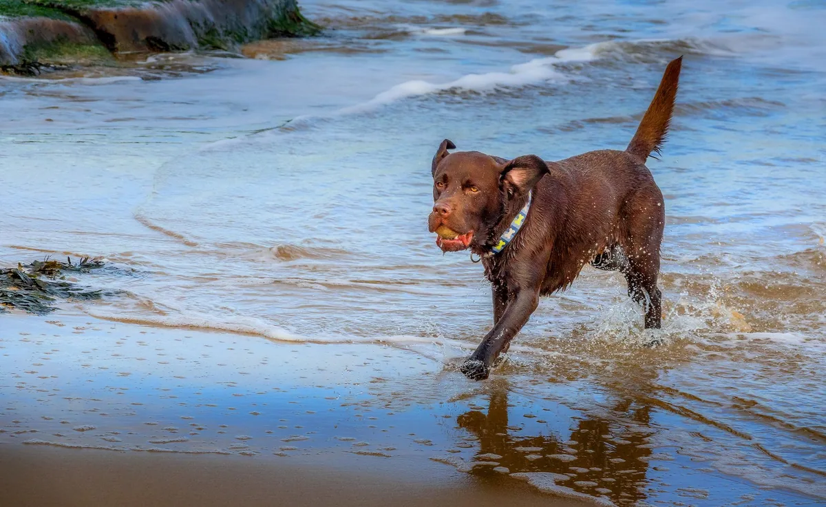 Perro; el chocolate es tóxico para los perros