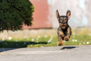 Cómo calmar a un perro nervioso o hiperactivo Perro muy activo corriendo