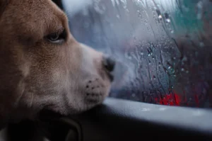 Cómo saber si mi perro tiene dolor: señales de alerta Perro con gesto de malestar
