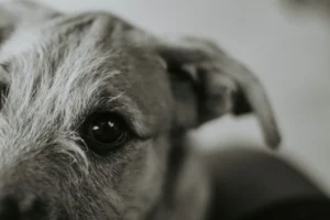 Conjuntivitis en perros: ojos rojos, causas y tratamiento Ojos de un perro con conjuntivitis