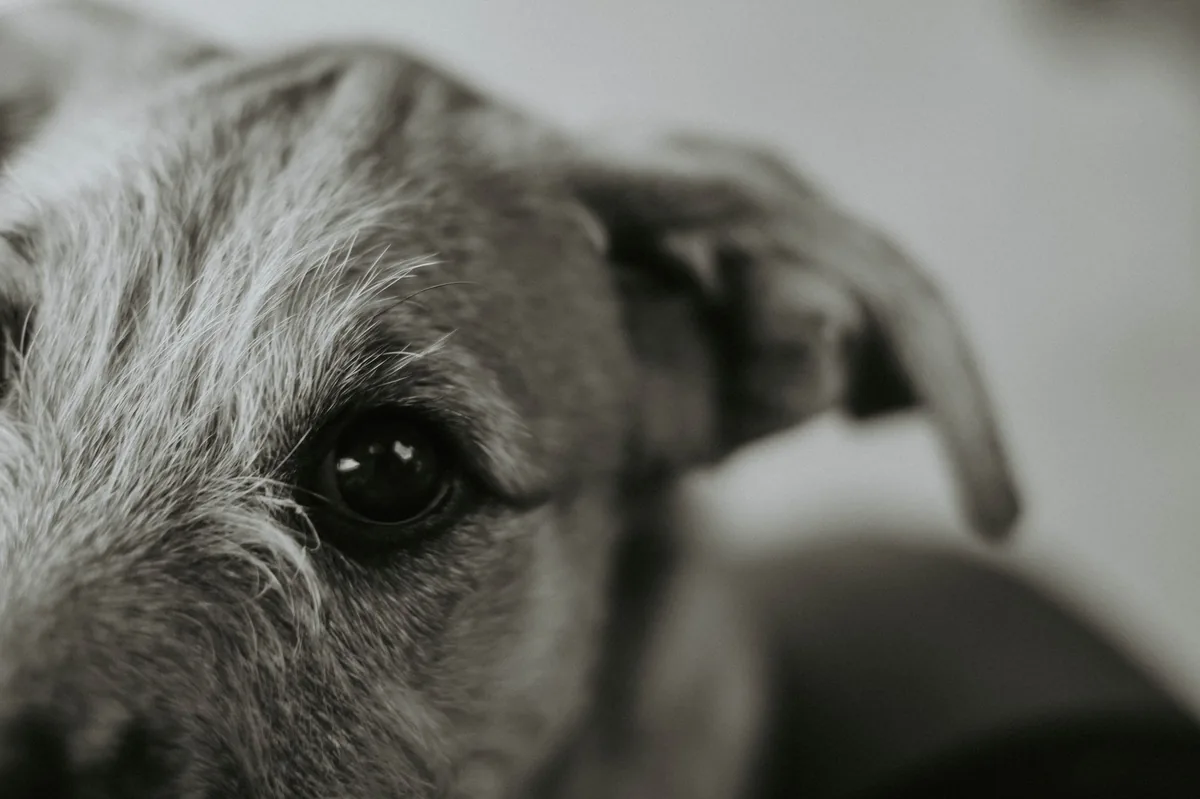 Ojos de un perro con conjuntivitis