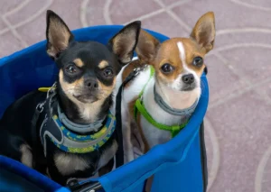 ¿Cuánto vive un perro chihuahua? Perro chihuahua