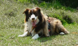 ¿Cuánto vive un perro? Esperanza de vida por tamaño y raza Perro sano y feliz al aire libre
