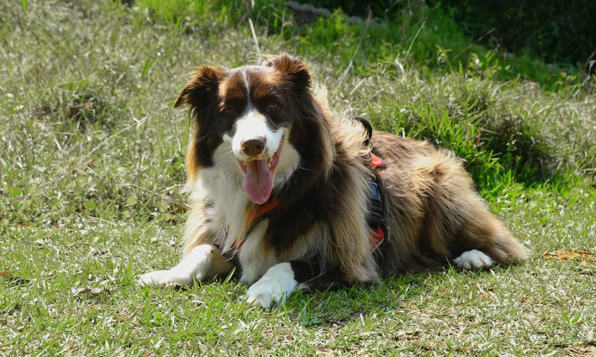 Perro sano y feliz al aire libre
