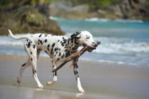 Perro Dálmata