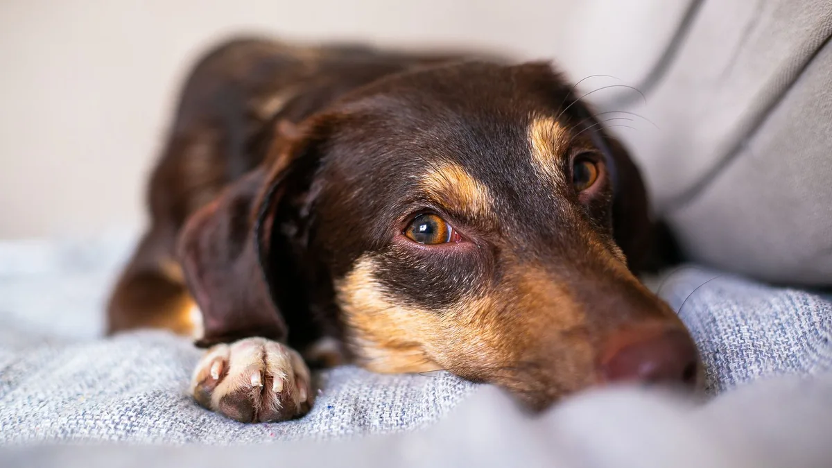 Perro descansando, control de la diabetes
