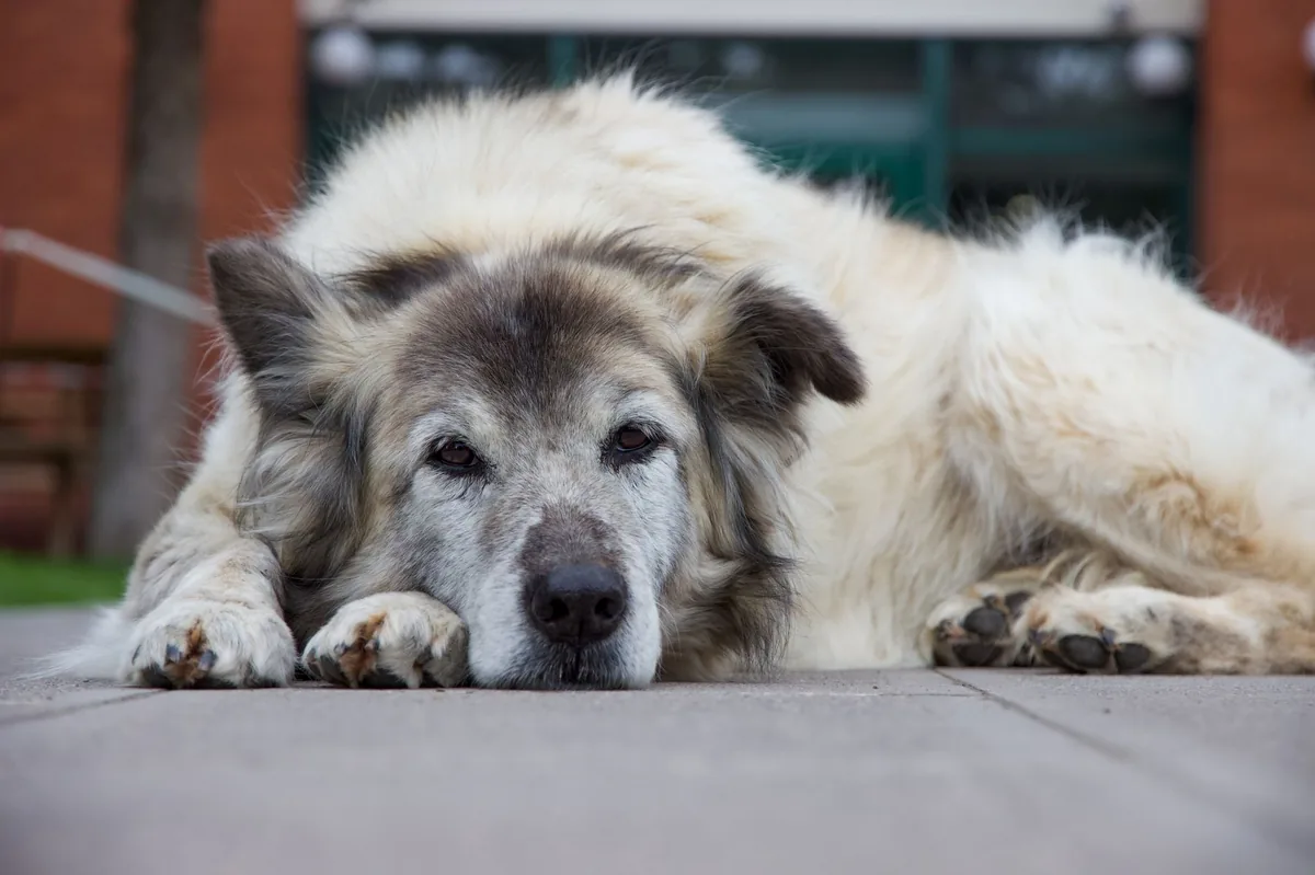 Perro mayor tumbado con molestias de cadera
