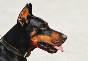 Perro Dóberman