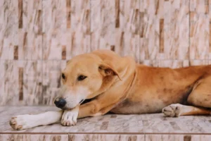Epilepsia canina: qué hacer ante una convulsión Perro tumbado en el suelo