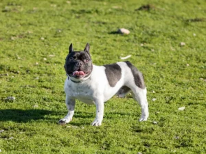 Bulldog Francés: carácter, cuidados y guía completa de la raza Perro Bulldog Francés