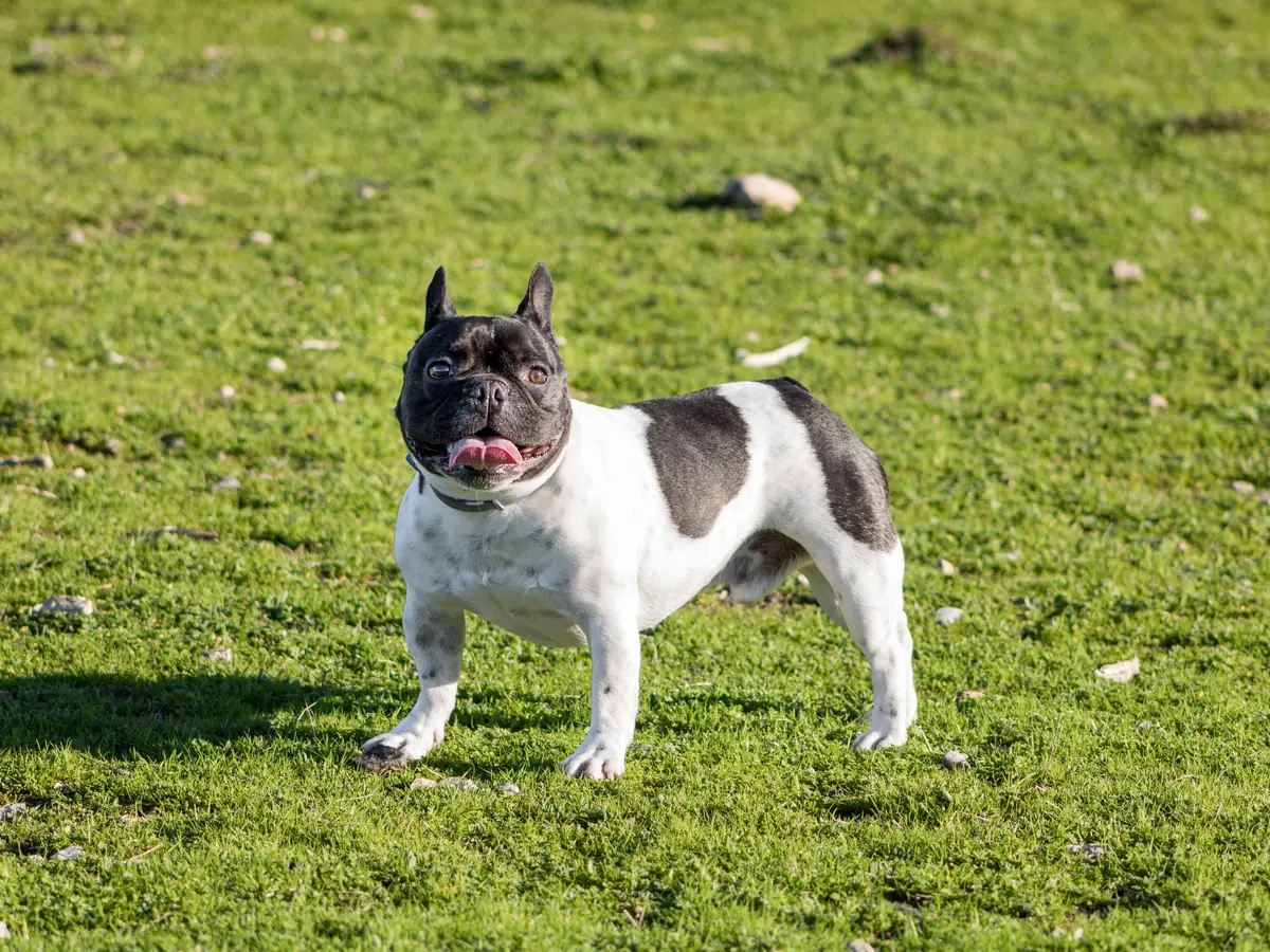 Perro Bulldog Francés