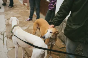 Perro de raza Galgo