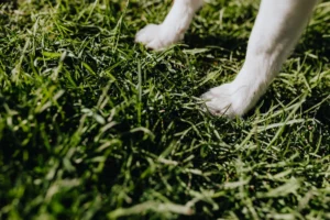 Perro en el campo, zona de garrapatas