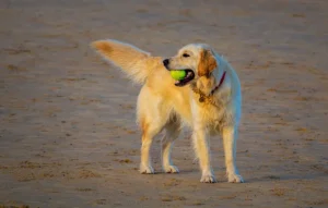 Perro Golden Retriever
