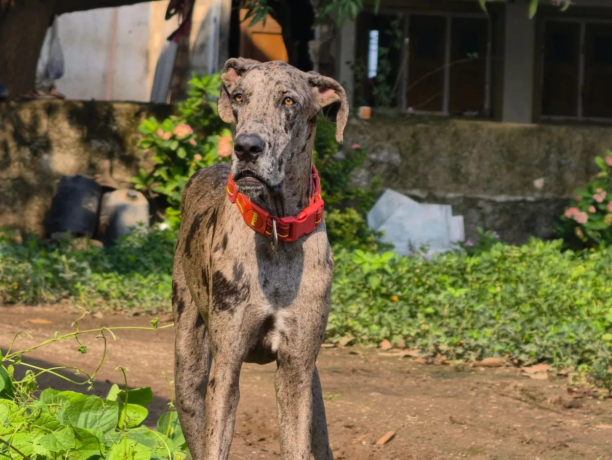 Perro de raza Gran Danés