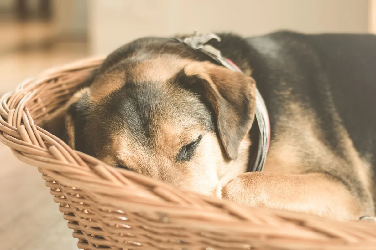 Perro apático y somnoliento por hipotiroidismo