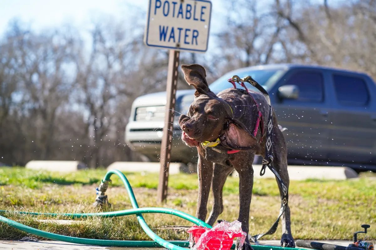 Perro bebiendo mucha agua, señal renal