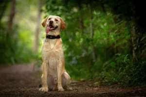 Perro Labrador Retriever