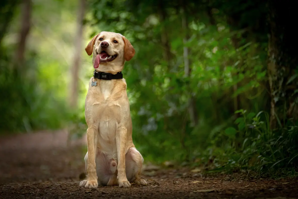 Perro Labrador Retriever