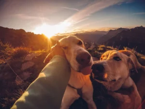 Leishmaniosis canina: síntomas, prevención y pronóstico Perro al atardecer, cuando pica el mosquito de la leishmaniosis