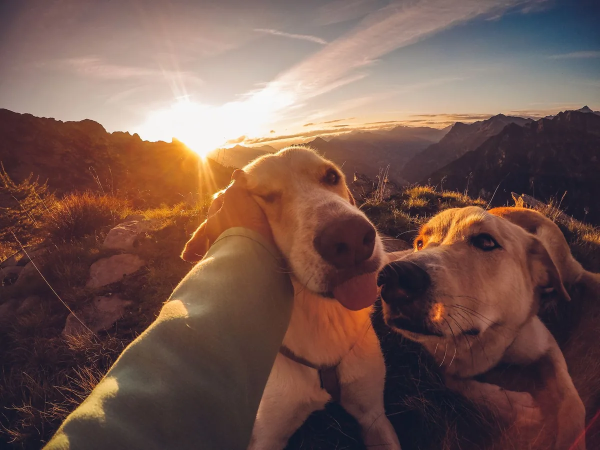 Perro al atardecer, cuando pica el mosquito de la leishmaniosis