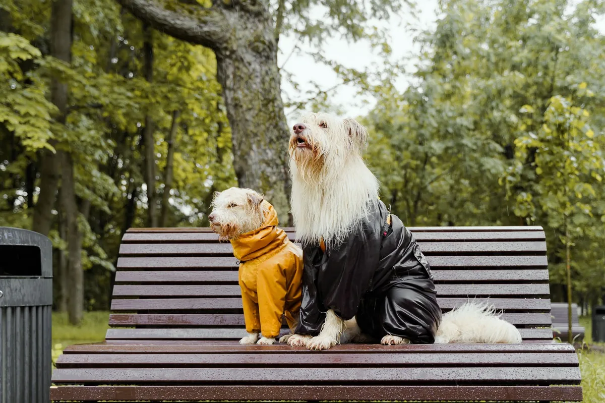 Perro mojado, riesgo de leptospirosis