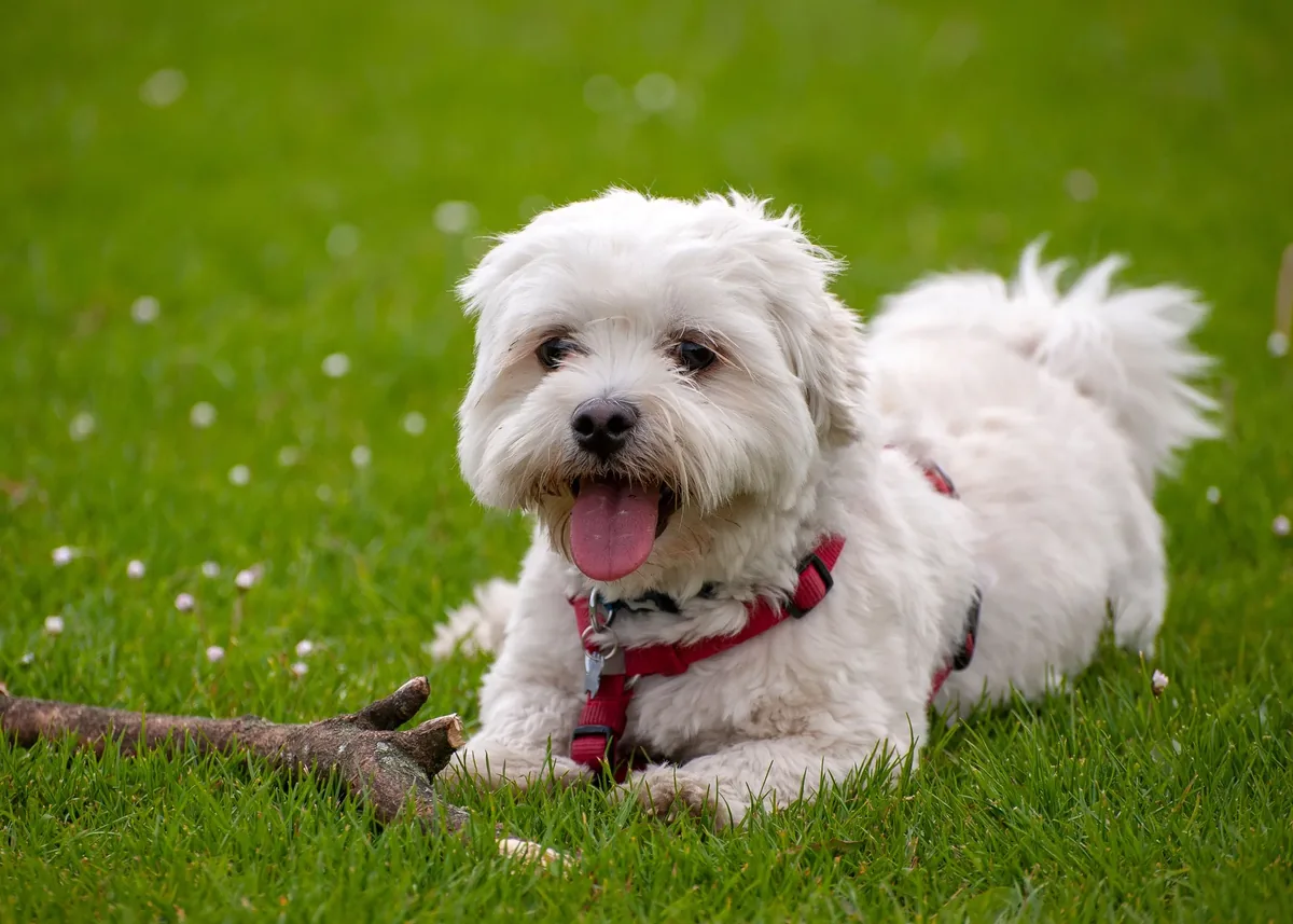 Perro Bichón Maltés