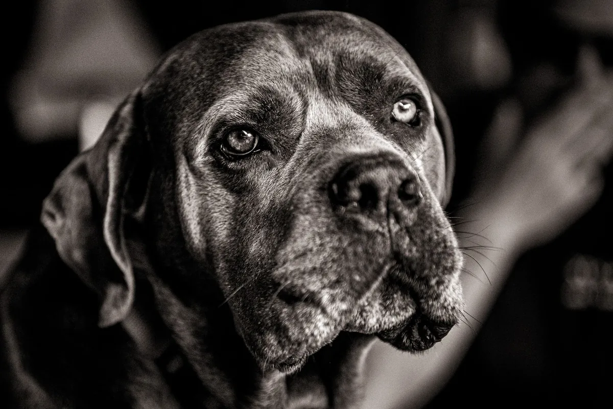 Perro de raza Mastín Español