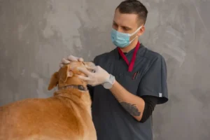 Veterinario revisando a un perro