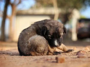 Nombres bonitos para perros: +100 ideas dulces Cachorro bonito