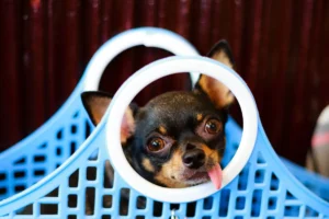 Nombres originales para perros: +120 ideas únicas Perro simpático con nombre original