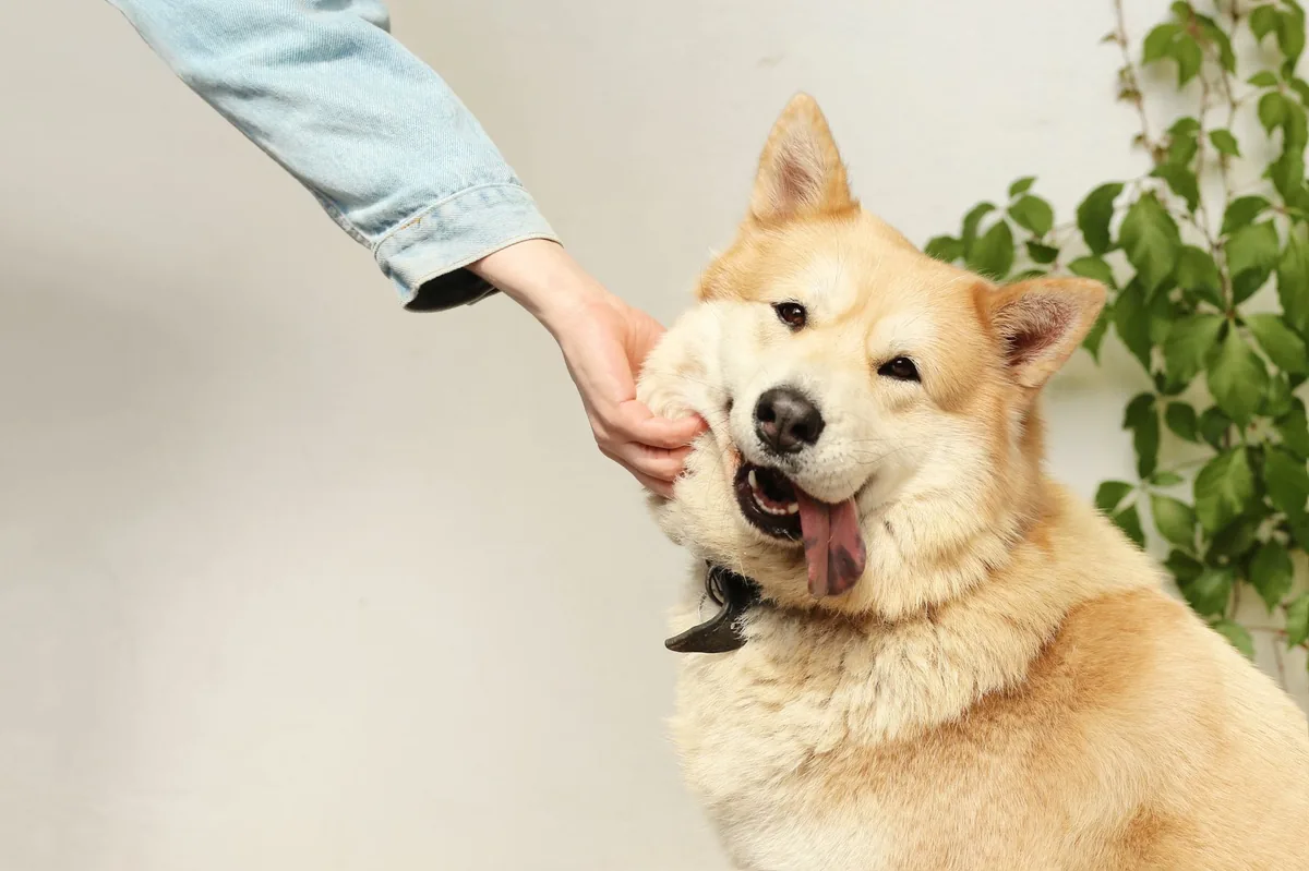 Perro feliz al que ponerle nombre