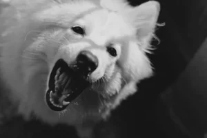 Nombres para perros machos: +150 ideas con significado Perro macho