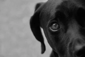 Nombres para perros negros: +80 ideas con estilo Perro negro