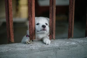 Cachorro decaído con parvovirus