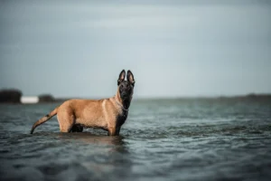 Pastor Belga Malinois: carácter, cuidados y guía completa Perro de raza Pastor Belga Malinois