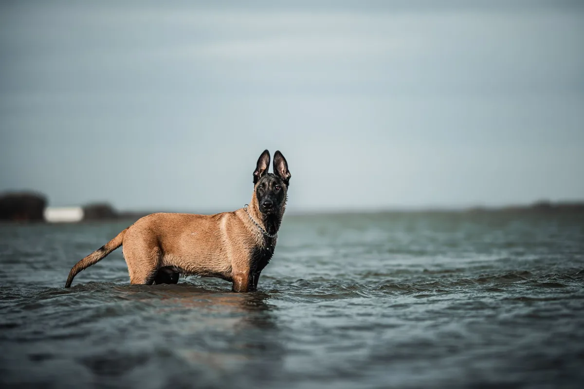 Perro de raza Pastor Belga Malinois