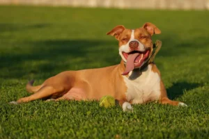 Perro Pitbull