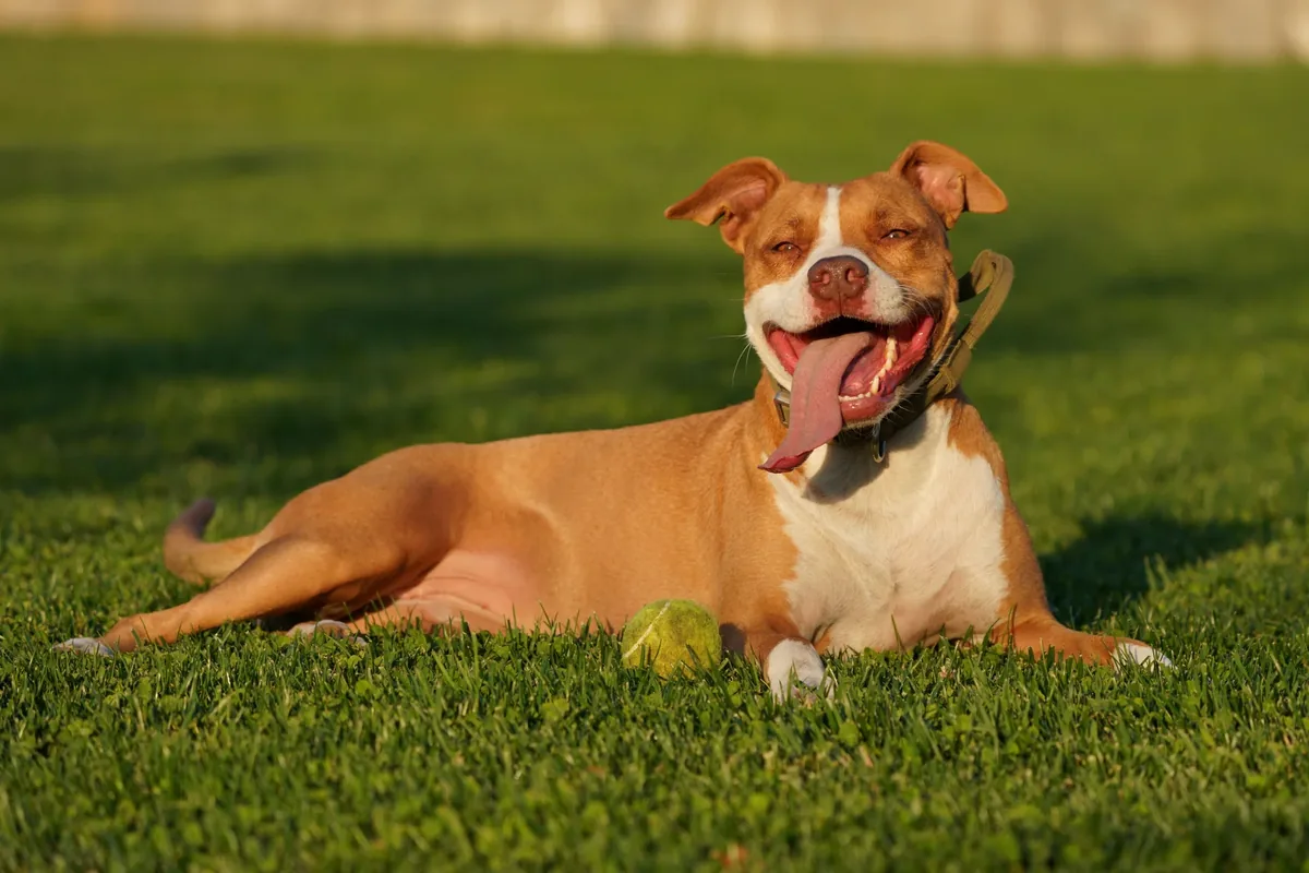 Perro Pitbull