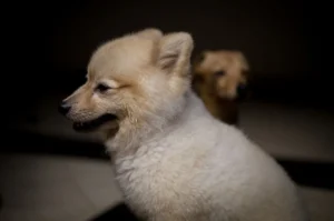 Perro de raza Pomerania