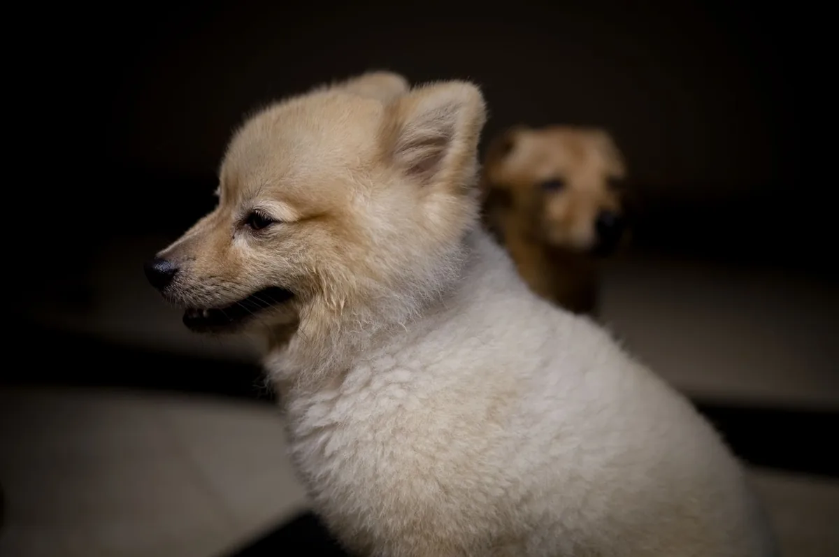 Perro de raza Pomerania