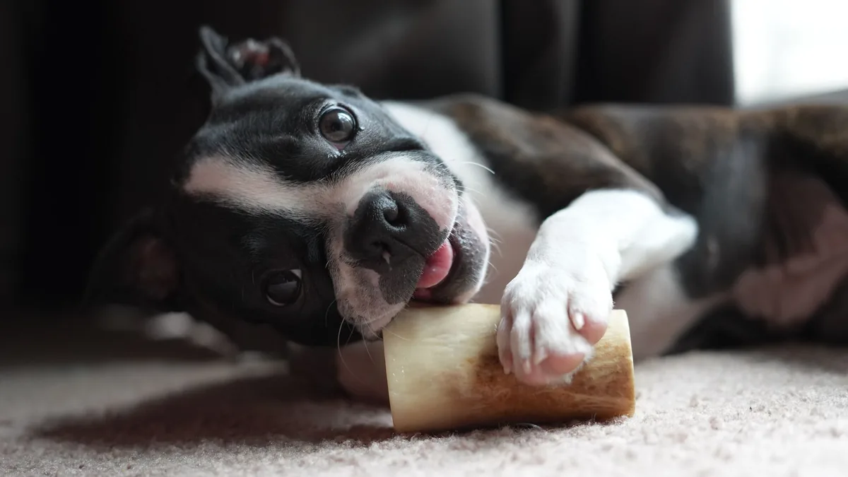 Perro con un hueso que va a esconder