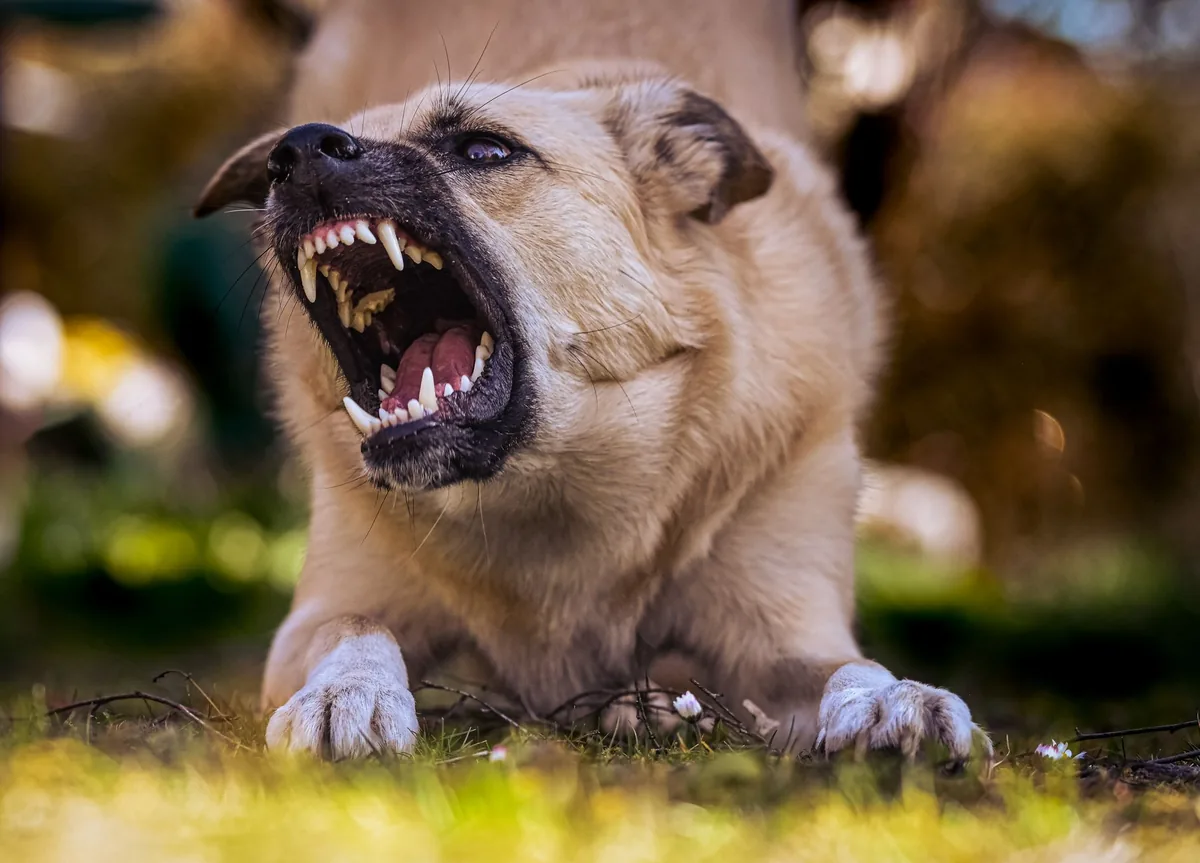 Perro gruñendo mostrando los dientes