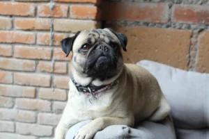 Perro Pug o Carlino