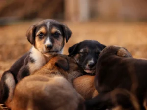 Razas de perros: guía completa para elegir la tuya Varias razas de perros juntas