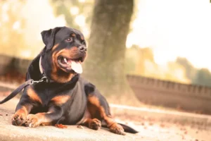 Perro Rottweiler