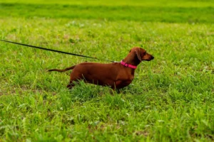 Perro Salchicha o Teckel
