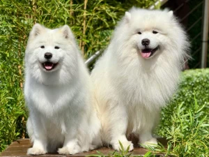 Samoyedo: carácter, cuidados y guía completa de la raza Perro de raza Samoyedo