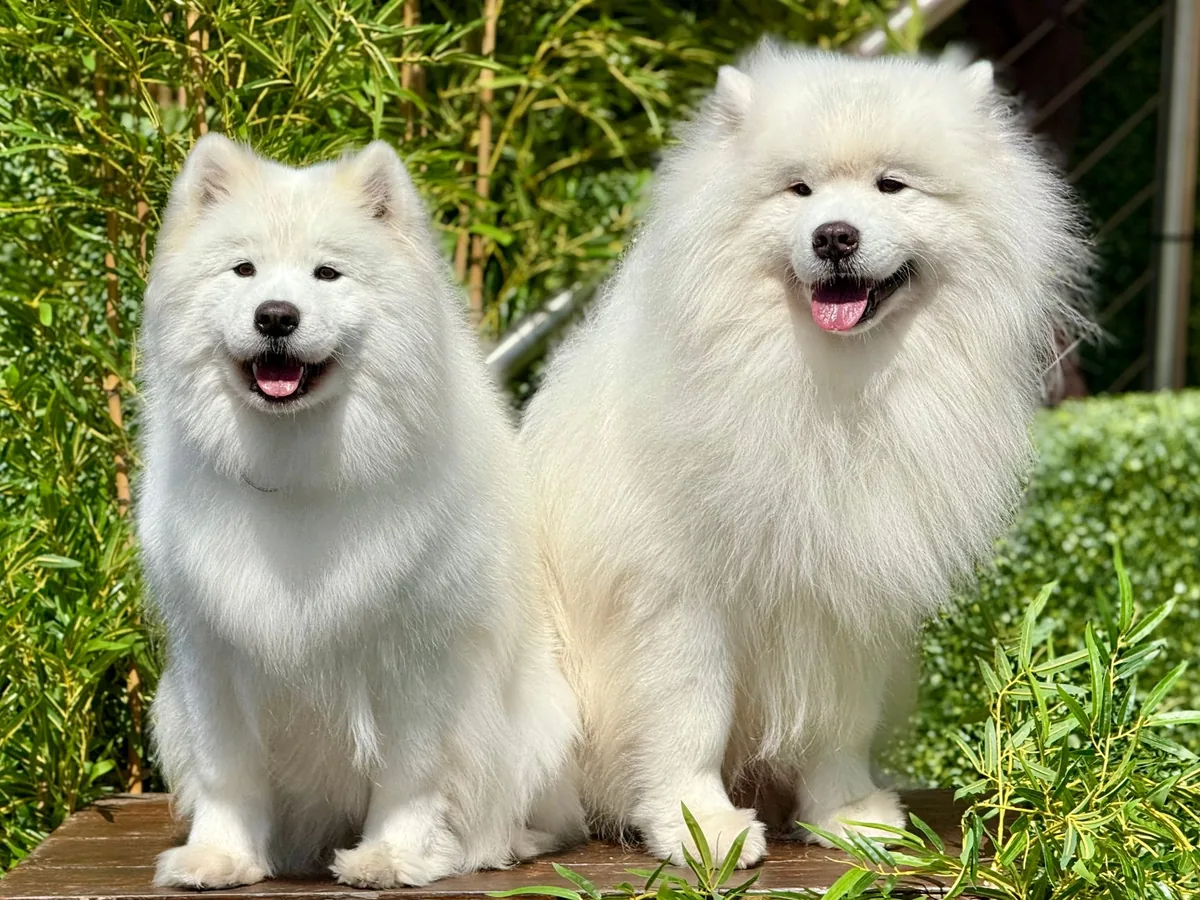 Perro de raza Samoyedo