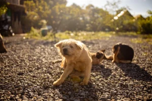Sarna en perros: tipos, síntomas y cómo eliminarla Perro rascándose por sarna
